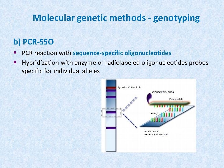 Molecular genetic methods - genotyping b) PCR-SSO § PCR reaction with sequence-specific oligonucleotides §