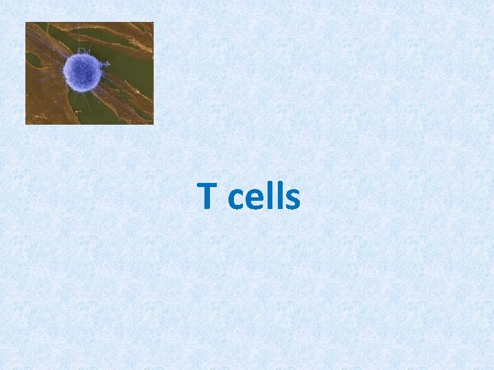 T cells 