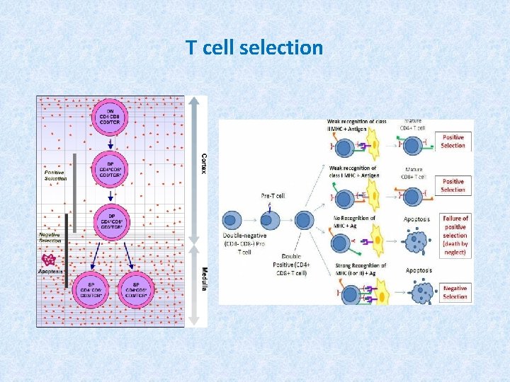 T cell selection 