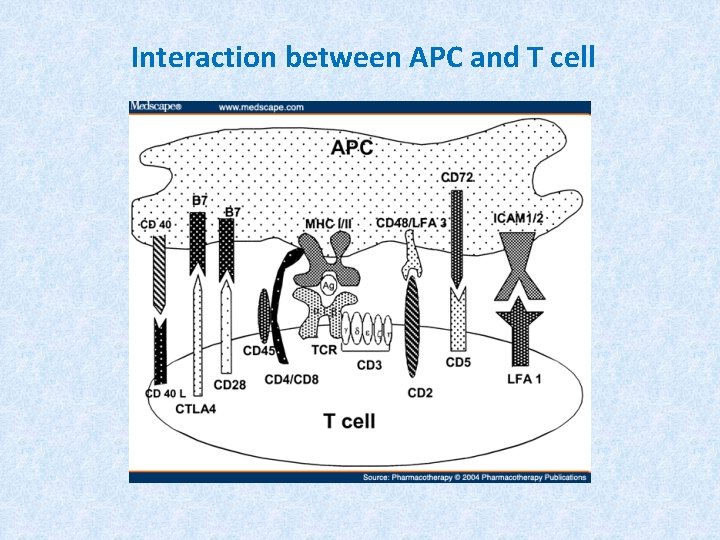 Interaction between APC and T cell 