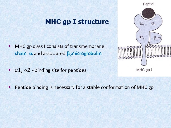 MHC gp I structure § MHC gp class I consists of transmembrane chain a