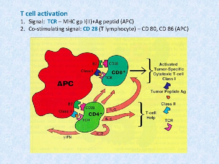 T cell activation 1. Signal: TCR – MHC gp I(II)+Ag peptid (APC) 2. Co-stimulating