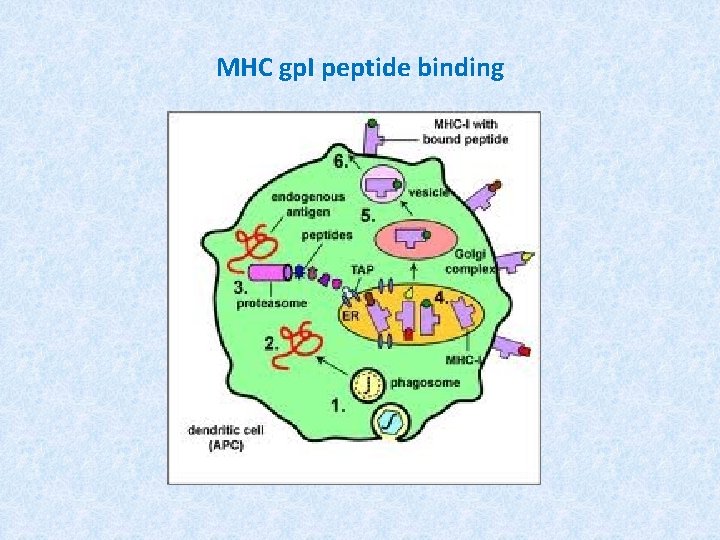 MHC gp. I peptide binding 