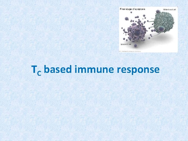 TC based immune response 