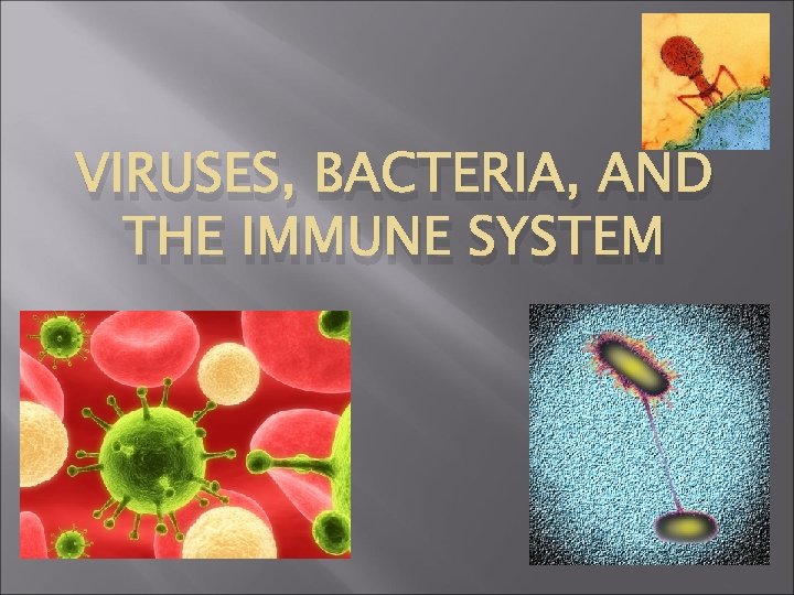 VIRUSES, BACTERIA, AND THE IMMUNE SYSTEM 