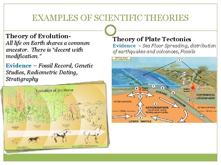 EXAMPLES OF SCIENTIFIC THEORIES Theory of Evolution. All life on Earth shares a common