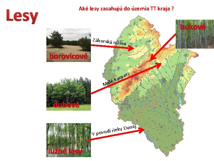 Lesy Aké lesy zasahujú do územia TT kraja ? bukové Záhorská níž ina borovicové