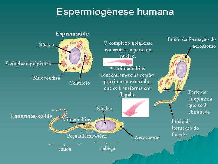 Espermiogênese humana Espermátide O complexo golgiense concentra-se perto do núcleo. Núcleo Complexo golgiense Mitocôndria