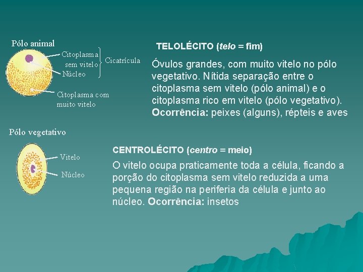 Pólo animal Citoplasma sem vitelo Cicatrícula Núcleo Citoplasma com muito vitelo TELOLÉCITO (telo =