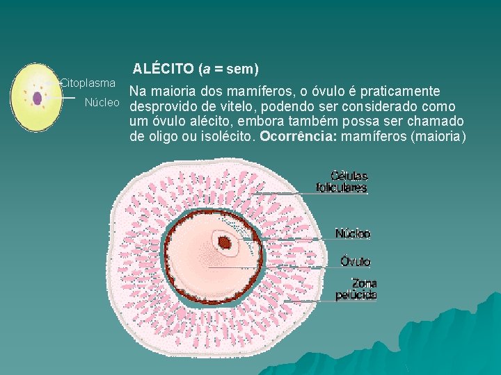 ALÉCITO (a = sem) Citoplasma Núcleo Na maioria dos mamíferos, o óvulo é praticamente