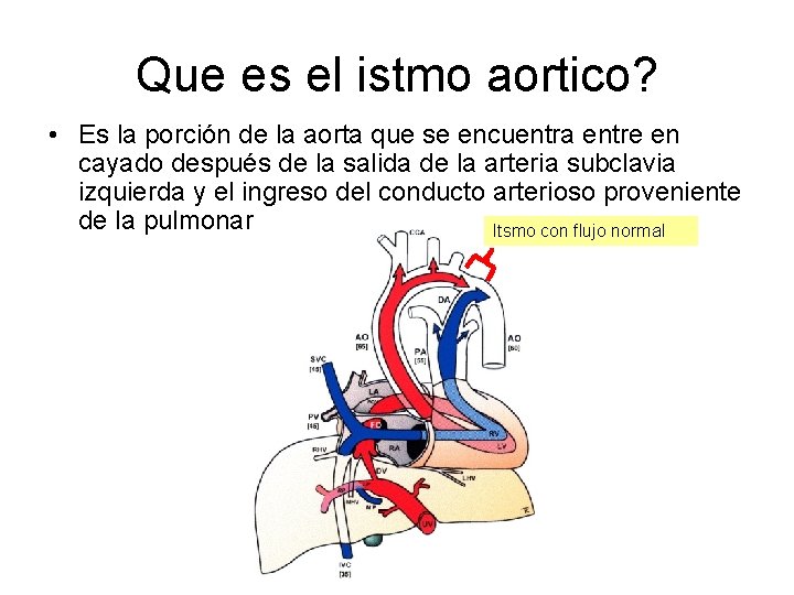 Que es el istmo aortico? • Es la porción de la aorta que se
