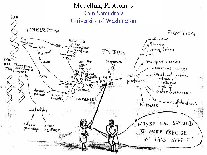 Modelling Proteomes Ram Samudrala University of Washington 