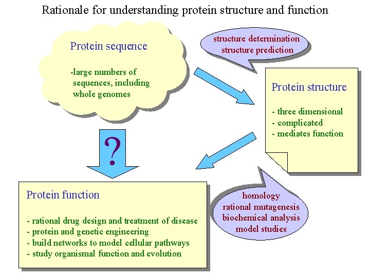 Rationale for understanding protein structure and function Protein sequence -large numbers of sequences, including