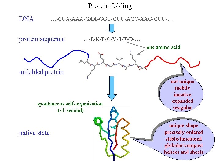 Protein folding DNA …-CUA-AAA-GGU-GUU-AGC-AAG-GUU-… protein sequence …-L-K-E-G-V-S-K-D-… one amino acid unfolded protein spontaneous self-organisation