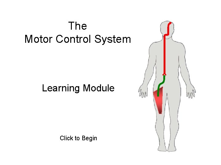 The Motor Control System Learning Module Click to Begin 