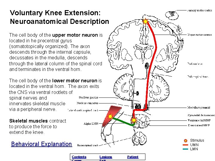 Voluntary Knee Extension: Neuroanatomical Description The cell body of the upper motor neuron is