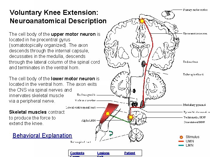 Voluntary Knee Extension: Neuroanatomical Description The cell body of the upper motor neuron is