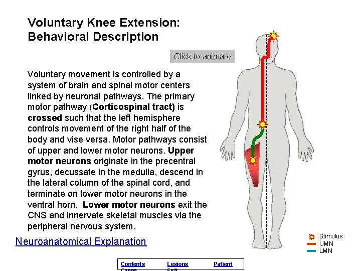 Voluntary Knee Extension: Behavioral Description Click to animate Voluntary movement is controlled by a