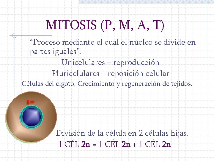 MITOSIS (P, M, A, T) “Proceso mediante el cual el núcleo se divide en