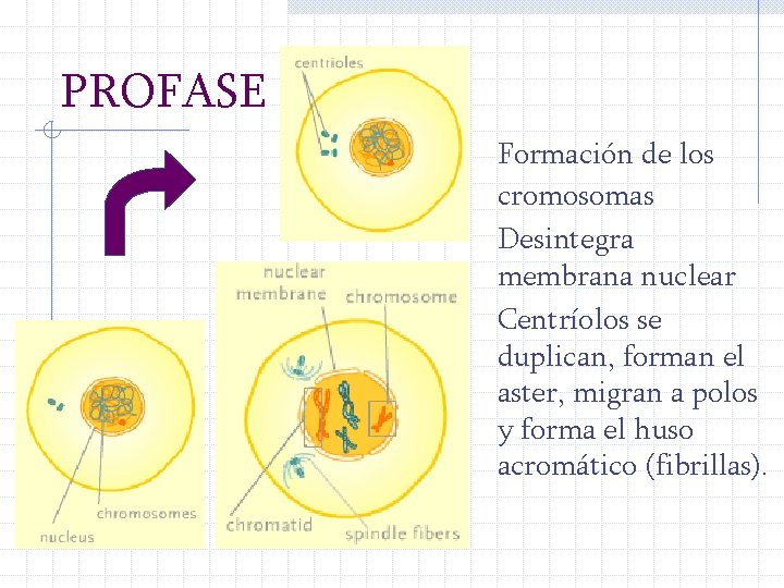 PROFASE Formación de los cromosomas Desintegra membrana nuclear Centríolos se duplican, forman el aster,