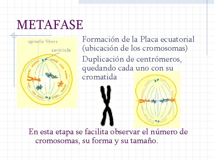 METAFASE Formación de la Placa ecuatorial (ubicación de los cromosomas) Duplicación de centrómeros, quedando