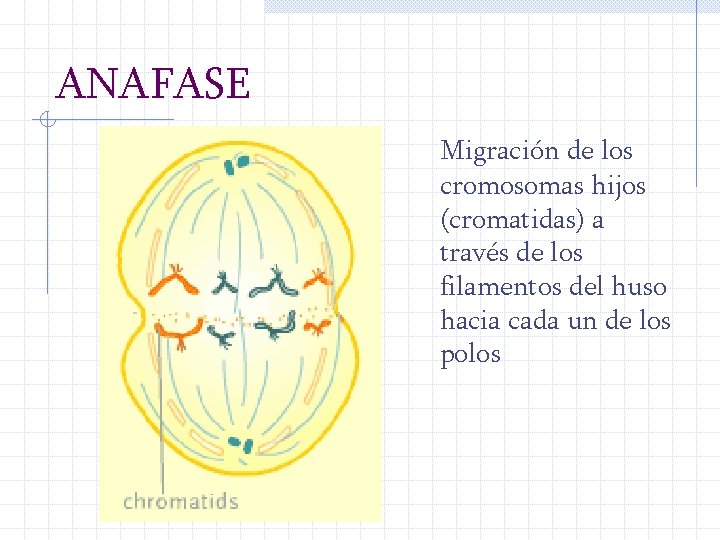 ANAFASE Migración de los cromosomas hijos (cromatidas) a través de los filamentos del huso