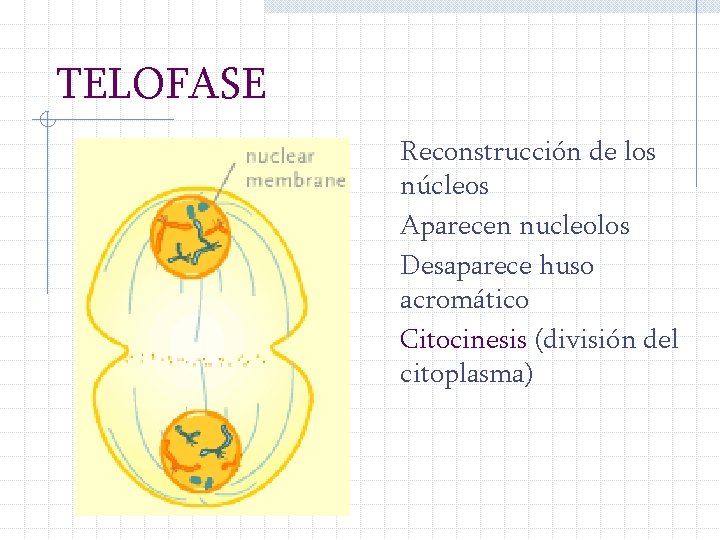 TELOFASE Reconstrucción de los núcleos Aparecen nucleolos Desaparece huso acromático Citocinesis (división del citoplasma)