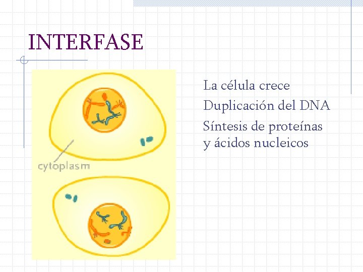 INTERFASE La célula crece Duplicación del DNA Síntesis de proteínas y ácidos nucleicos 