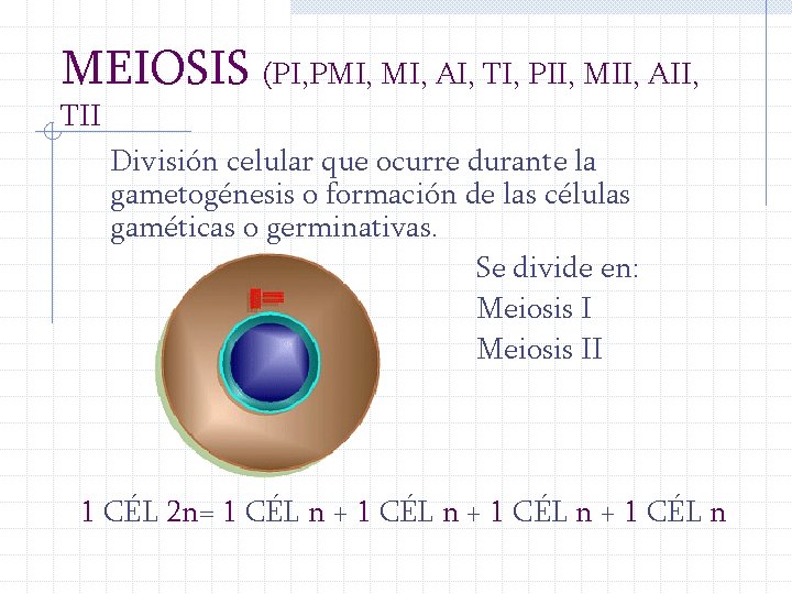 MEIOSIS (PI, PMI, AI, TI, PII, MII, AII, TII División celular que ocurre durante