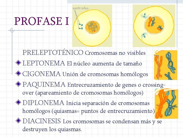 PROFASE I PRELEPTOTÉNICO Cromosomas no visibles LEPTONEMA El núcleo aumenta de tamaño CIGONEMA Unión
