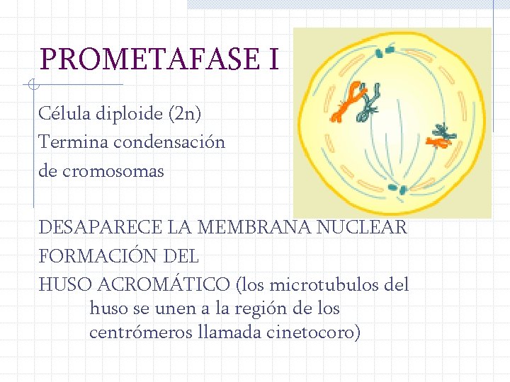 PROMETAFASE I Célula diploide (2 n) Termina condensación de cromosomas DESAPARECE LA MEMBRANA NUCLEAR