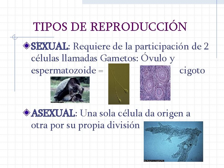 TIPOS DE REPRODUCCIÓN SEXUAL: Requiere de la participación de 2 células llamadas Gametos: Óvulo