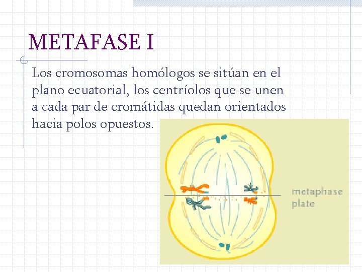 METAFASE I Los cromosomas homólogos se sitúan en el plano ecuatorial, los centríolos que