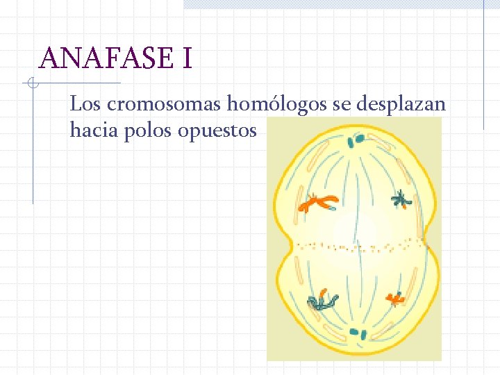 ANAFASE I Los cromosomas homólogos se desplazan hacia polos opuestos 