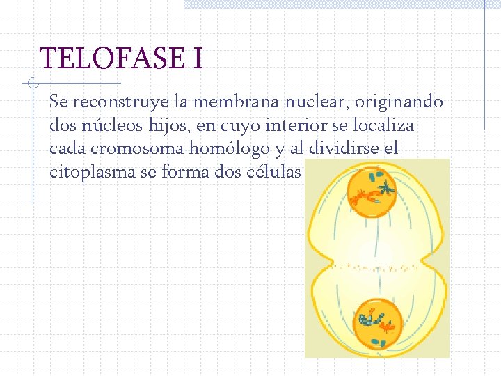 TELOFASE I Se reconstruye la membrana nuclear, originando dos núcleos hijos, en cuyo interior