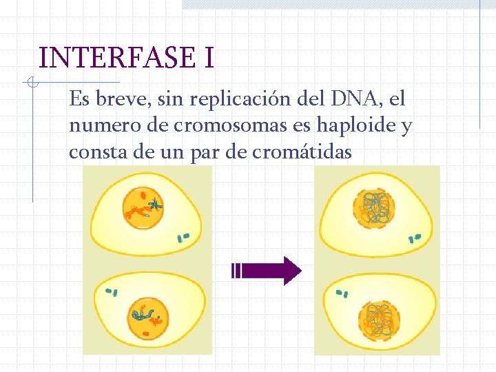 INTERFASE I Es breve, sin replicación del DNA, el numero de cromosomas es haploide