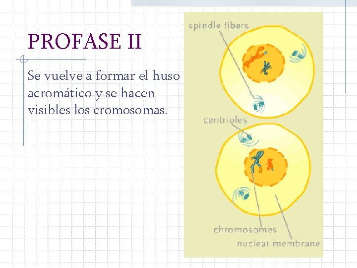 PROFASE II Se vuelve a formar el huso acromático y se hacen visibles los