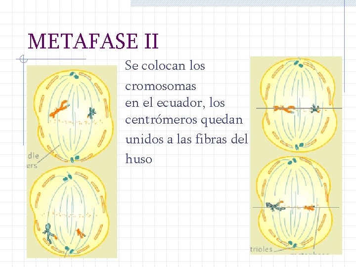 METAFASE II Se colocan los cromosomas en el ecuador, los centrómeros quedan unidos a