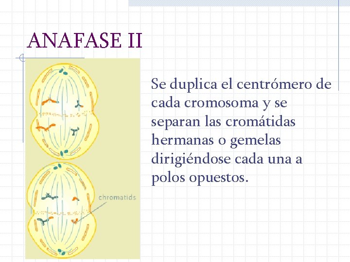 ANAFASE II Se duplica el centrómero de cada cromosoma y se separan las cromátidas