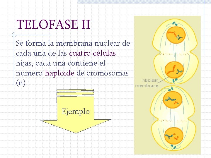 TELOFASE II Se forma la membrana nuclear de cada una de las cuatro células