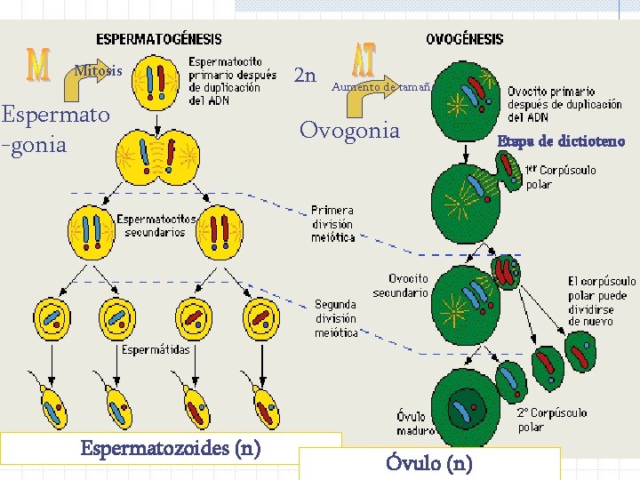 Mitosis Espermato -gonia Espermatozoides (n) 2 n Aumento de tamaño Ovogonia Óvulo (n) Etapa