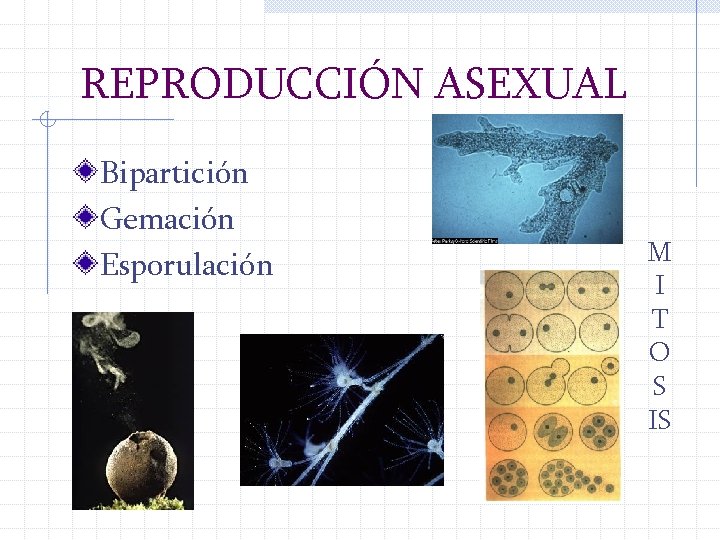 REPRODUCCIÓN ASEXUAL Bipartición Gemación Esporulación M I T O S IS 