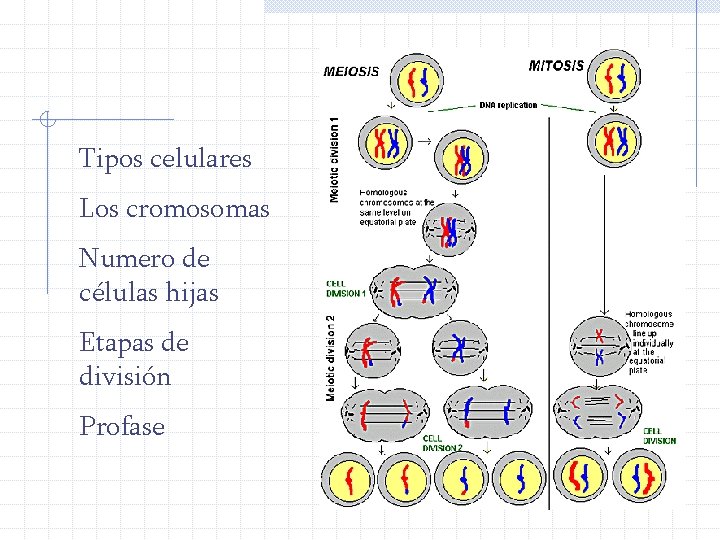 Tipos celulares Los cromosomas Numero de células hijas Etapas de división Profase 