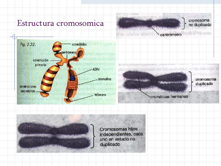 Estructura cromosomica 