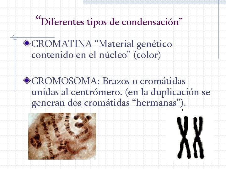 “Diferentes tipos de condensación” CROMATINA “Material genético contenido en el núcleo” (color) CROMOSOMA: Brazos