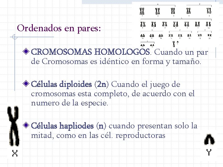 Ordenados en pares: CROMOSOMAS HOMOLOGOS. Cuando un par de Cromosomas es idéntico en forma