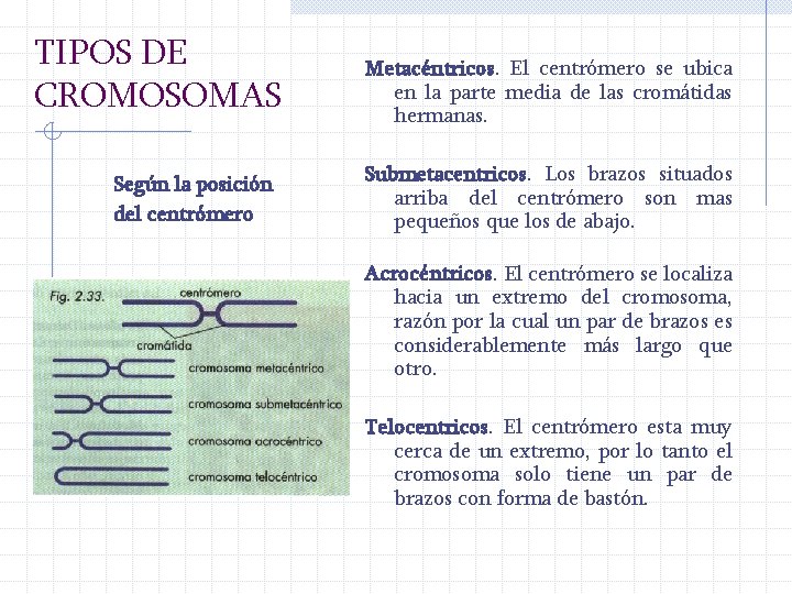 TIPOS DE CROMOSOMAS Según la posición del centrómero Metacéntricos. El centrómero se ubica en