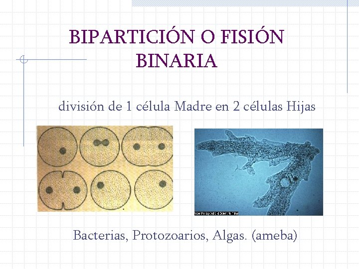 BIPARTICIÓN O FISIÓN BINARIA división de 1 célula Madre en 2 células Hijas Bacterias,