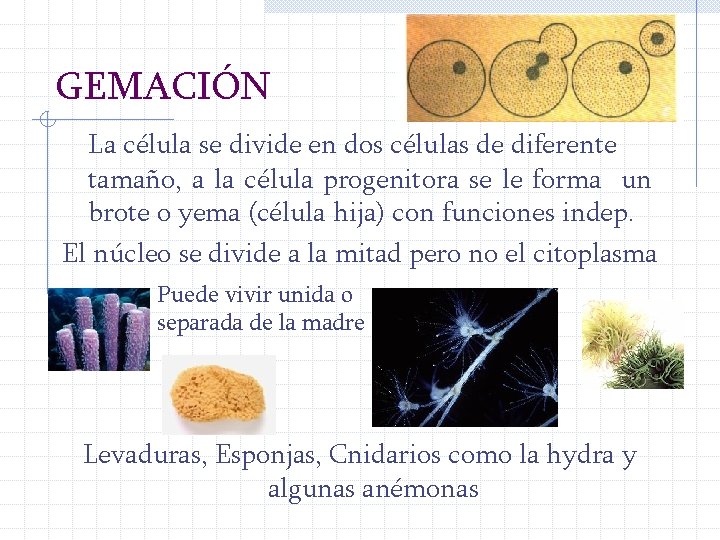 GEMACIÓN La célula se divide en dos células de diferente tamaño, a la célula