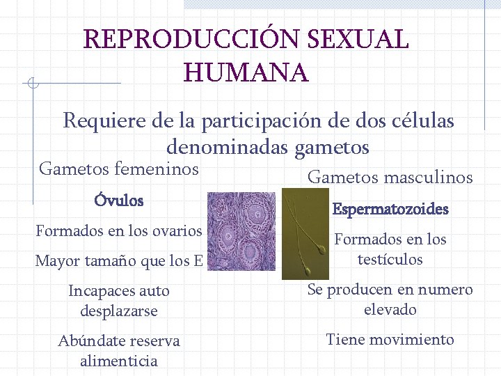 REPRODUCCIÓN SEXUAL HUMANA Requiere de la participación de dos células denominadas gametos Gametos femeninos